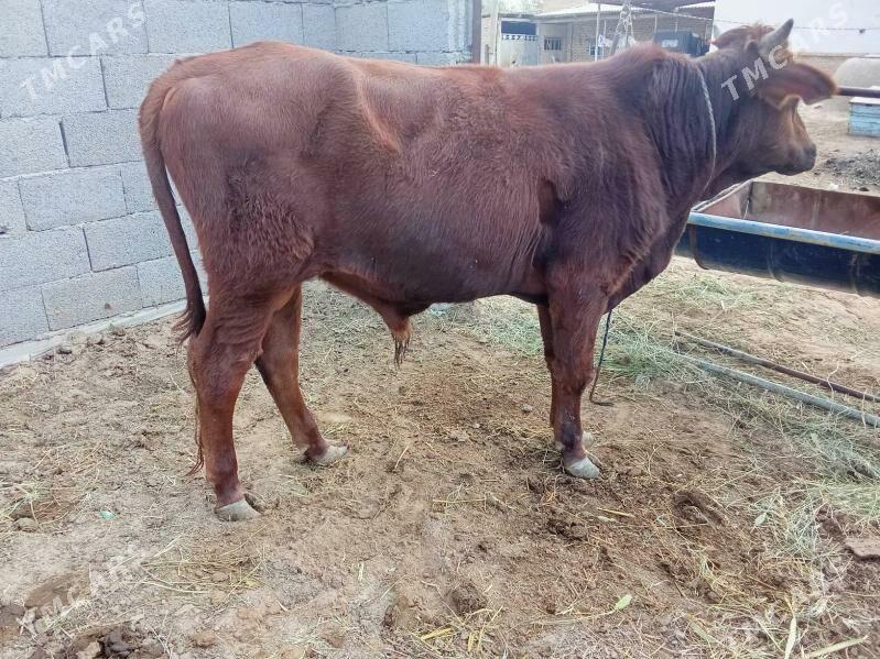 Okuzler - Мары - img 8