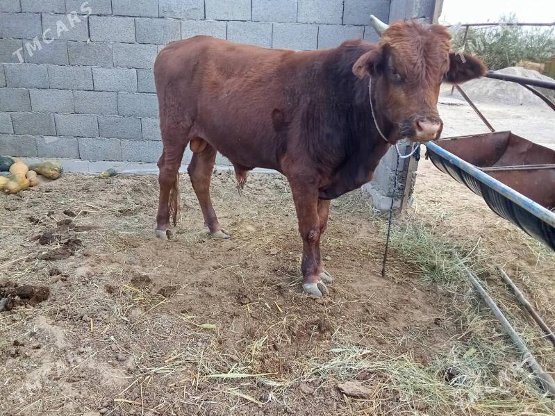 Okuzler - Мары - img 9