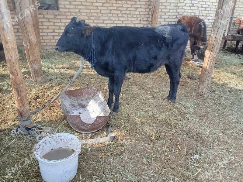 Okuzler - Мары - img 5