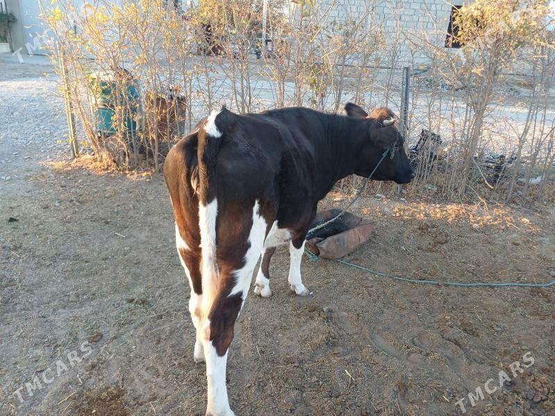 sygyr swes tohum - Gökdepe - img 5