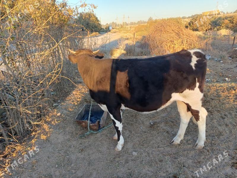 sygyr swes tohum - Gökdepe - img 4