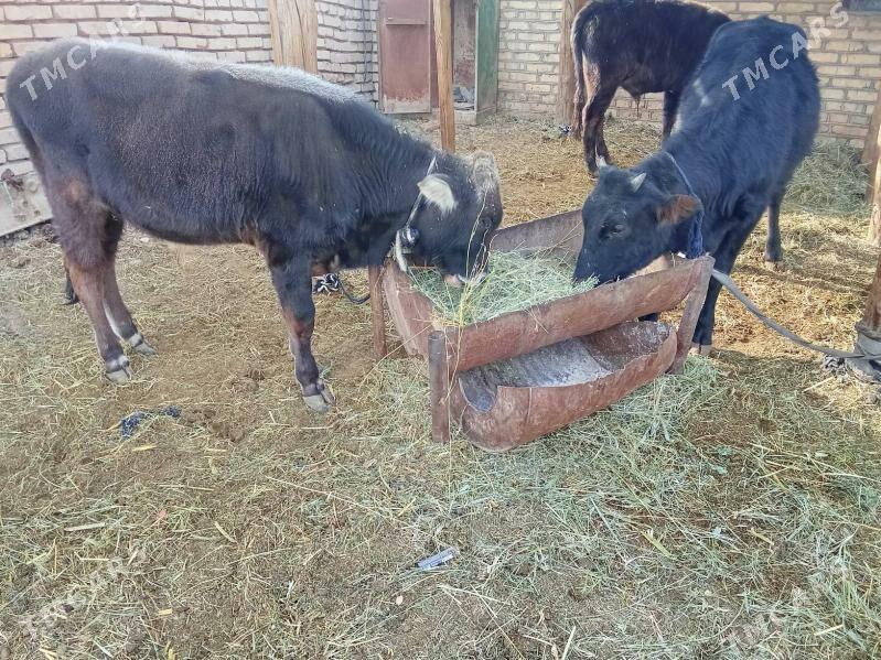 Okuzler - Мары - img 2