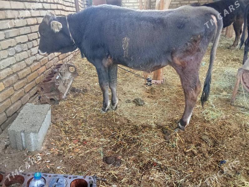 Okuzler - Мары - img 4