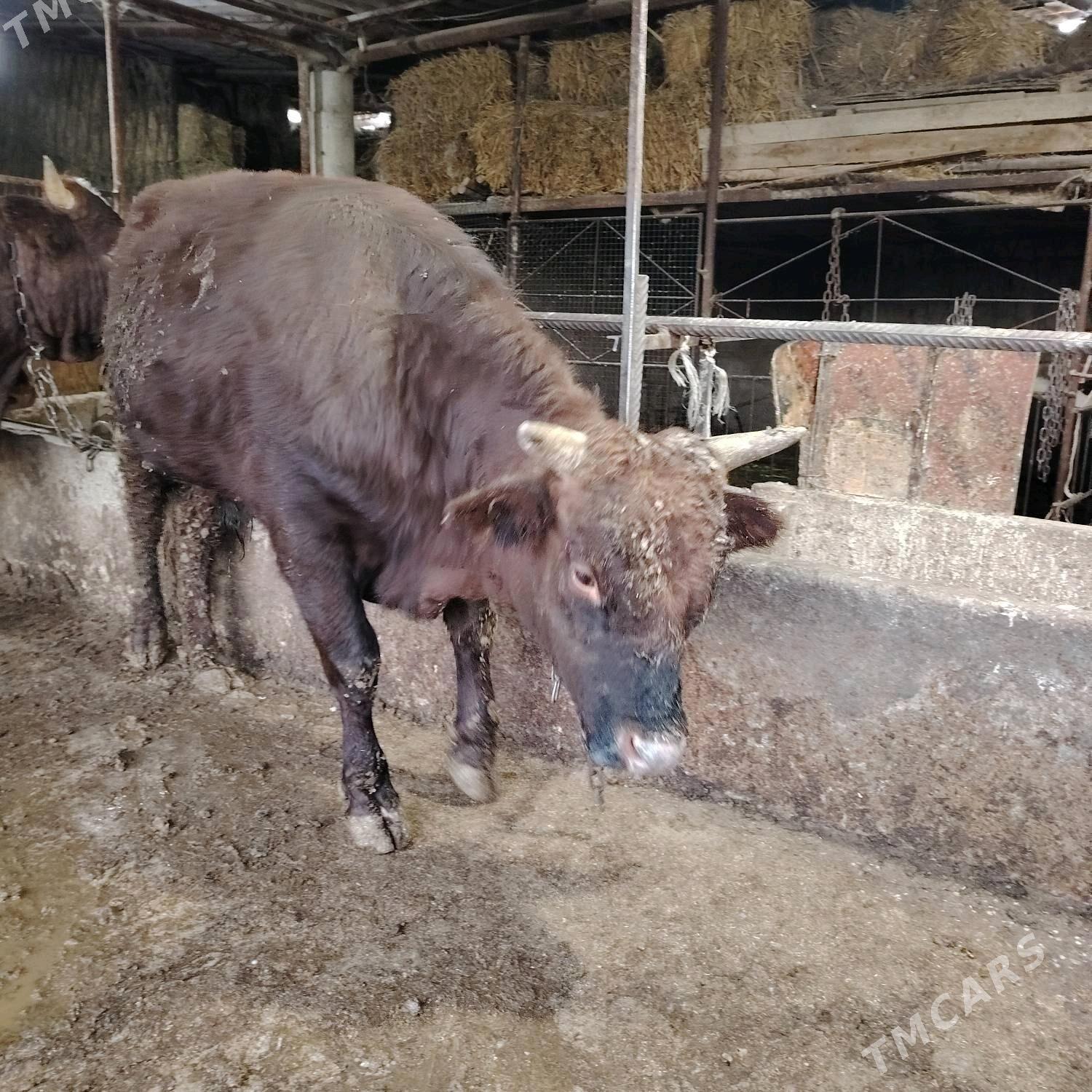 Окуз бакмалы - Bagyr - img 2