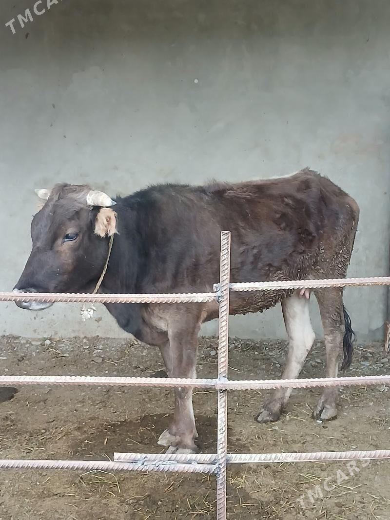 2sany Gysyr Sygyr - Бахарден - img 4