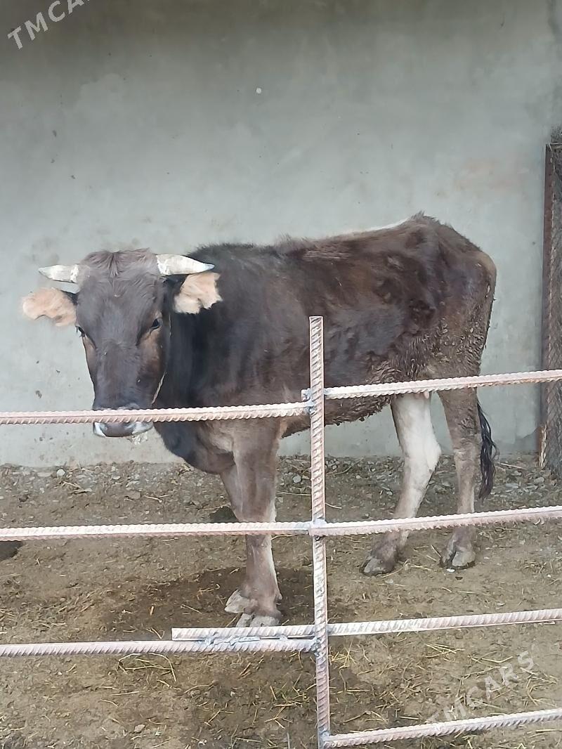 2sany Gysyr Sygyr - Бахарден - img 2