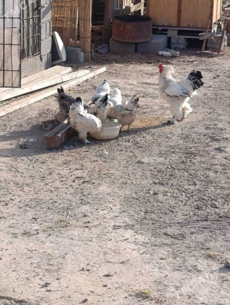 Balgar Towuk - Кипджак - img 3