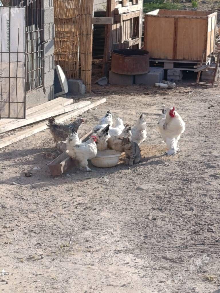 Balgar Towuk - Кипджак - img 2