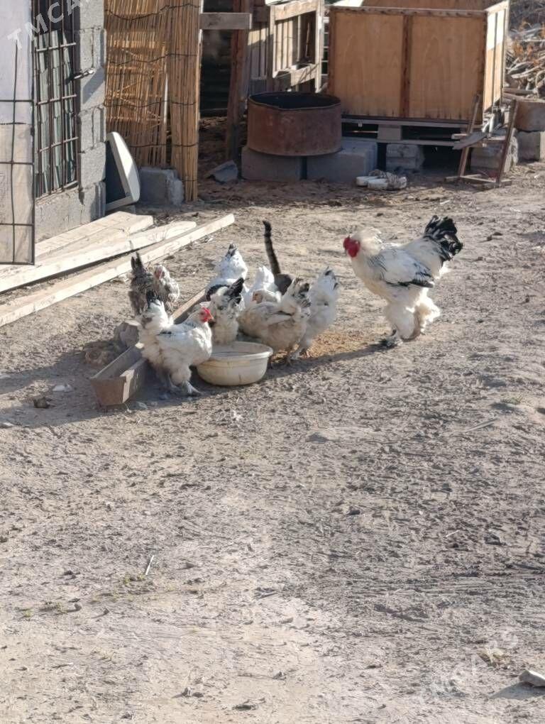 Balgar Towuk - Кипджак - img 4