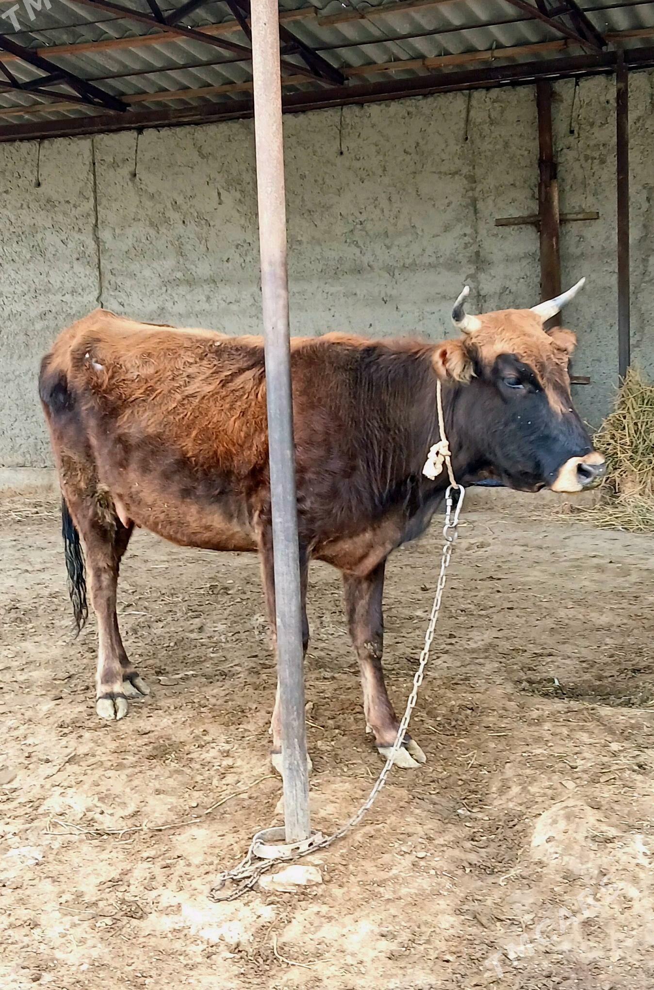 2sany Gysyr Sygyr - Bäherden - img 1