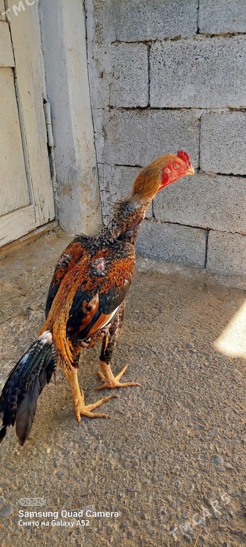 taskent horaz - Aşgabat - img 1