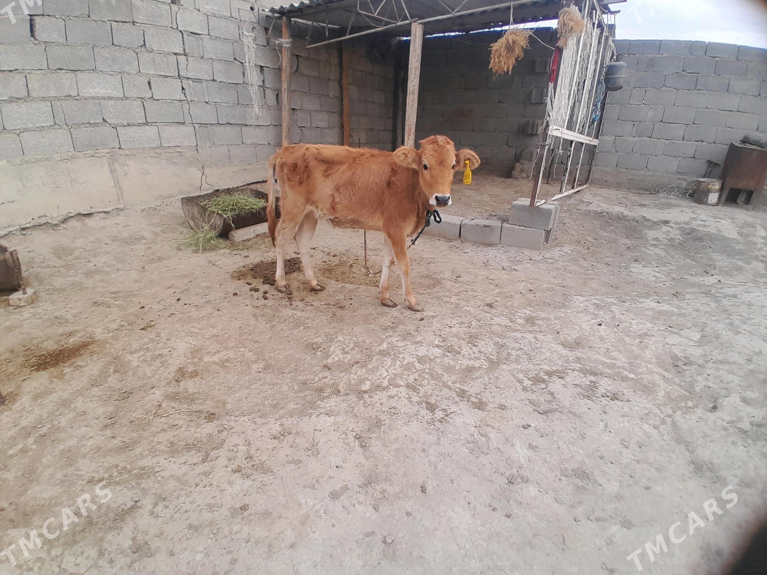 tuwe - Bäherden - img 2