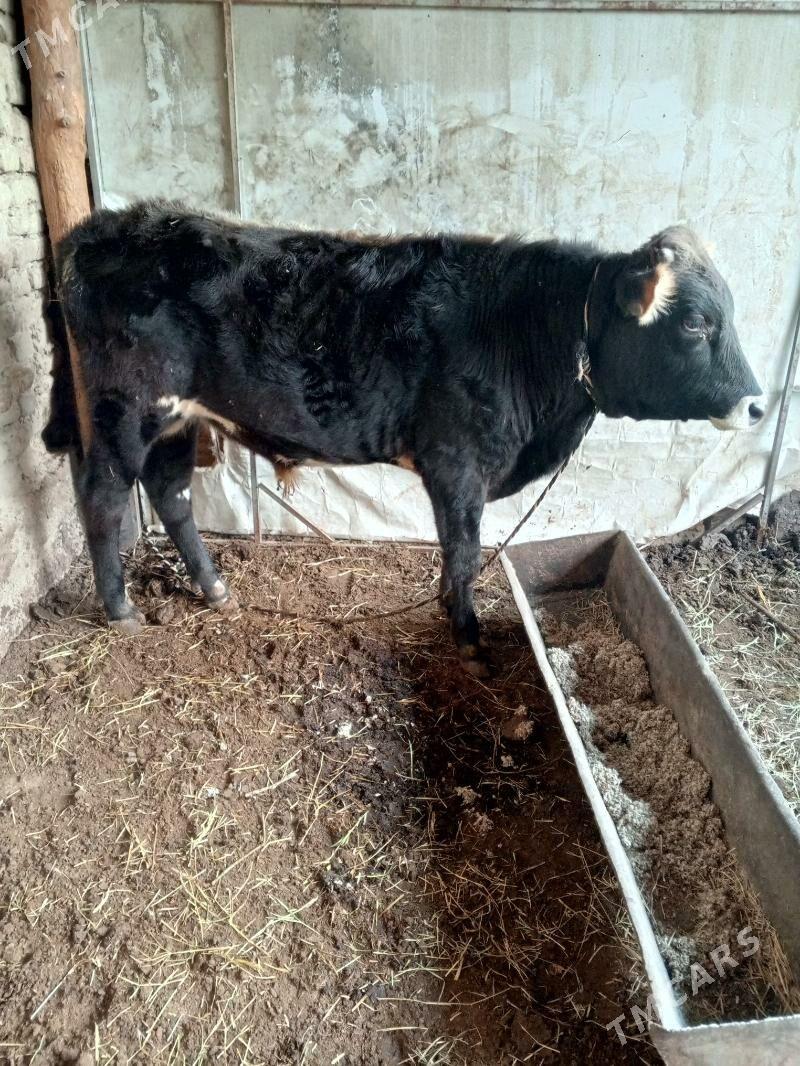 okuz - Hitrowka - img 2