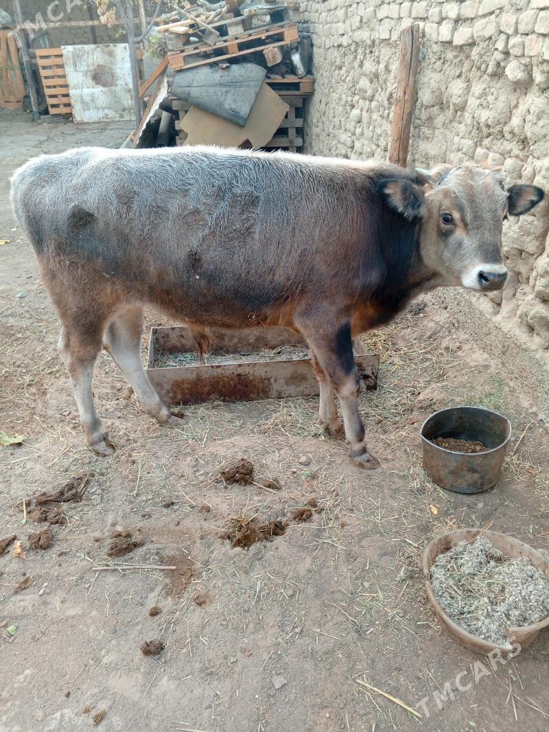 okuz - Hitrowka - img 4