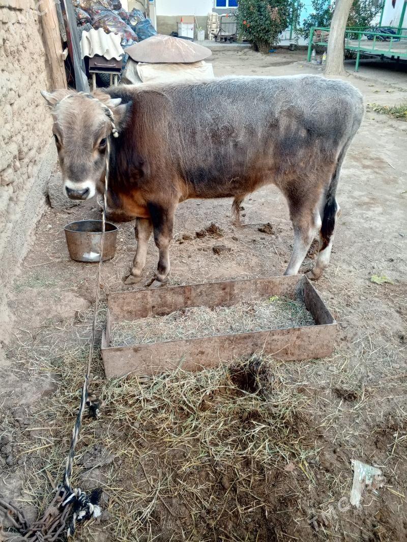 okuz - Hitrowka - img 3