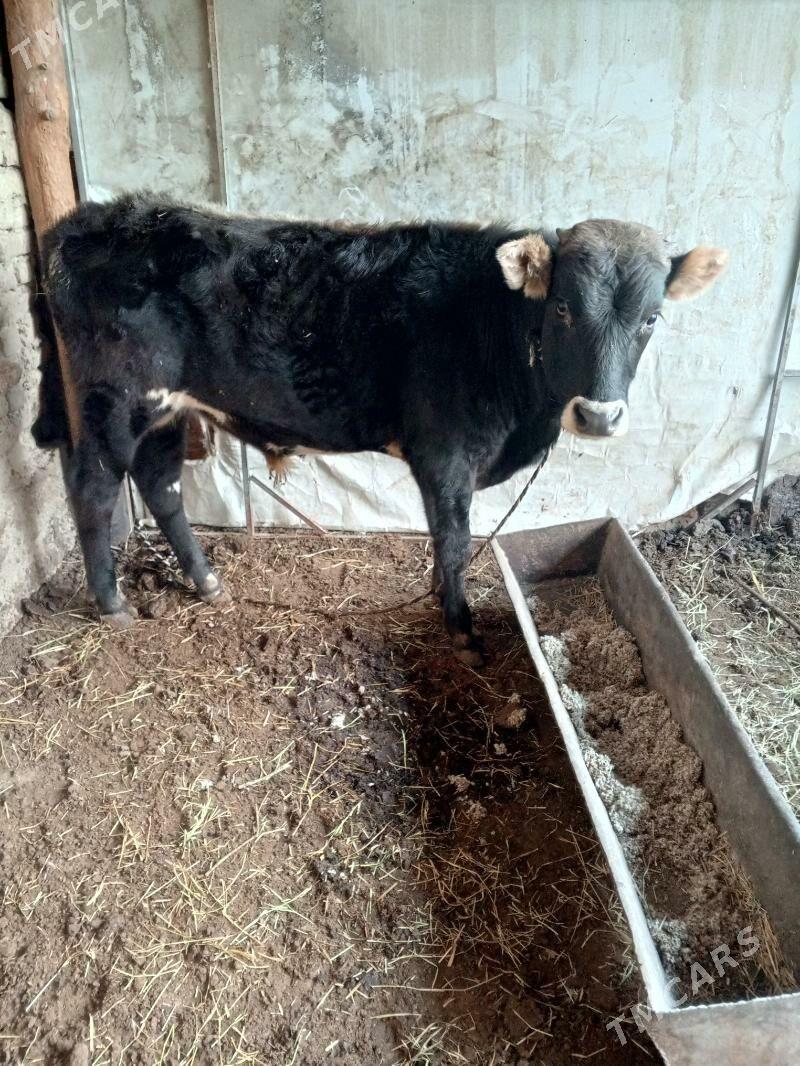 okuz - Hitrowka - img 1