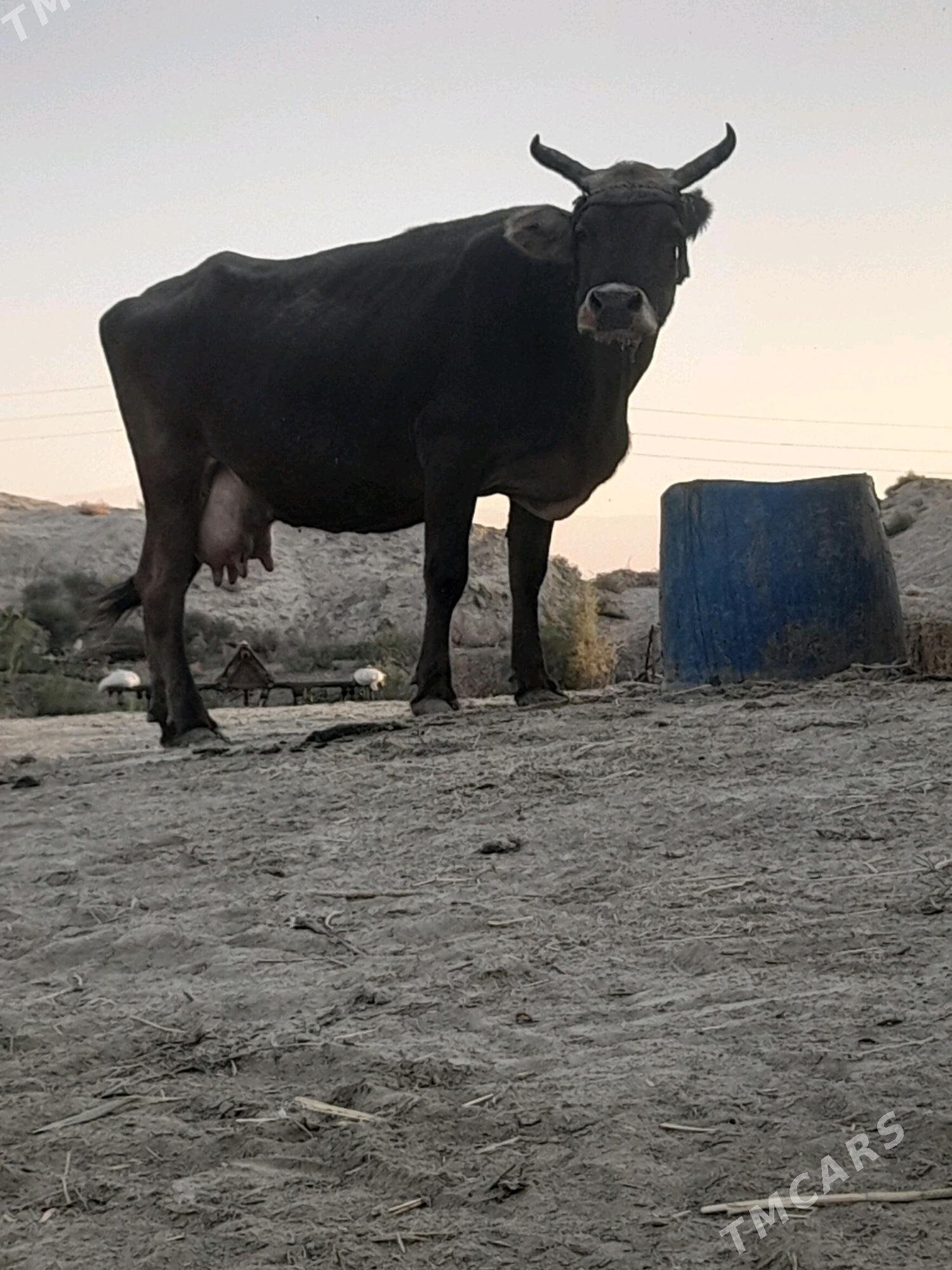 goleli sygyr - Bäherden - img 2