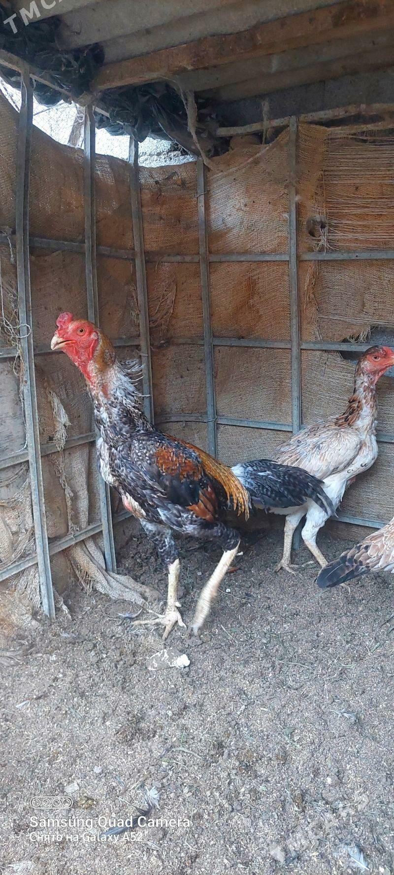 taskent horaz - Aşgabat - img 2