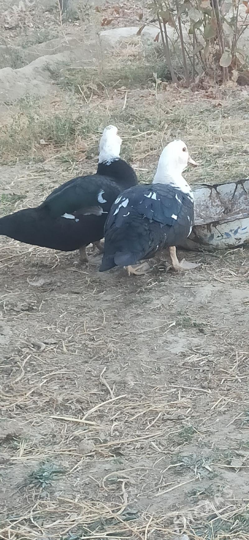 indautga - Bäherden - img 2