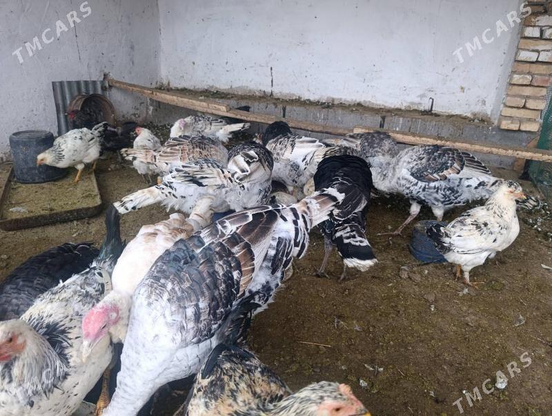 Индюк  Indýuk - Farap - img 3