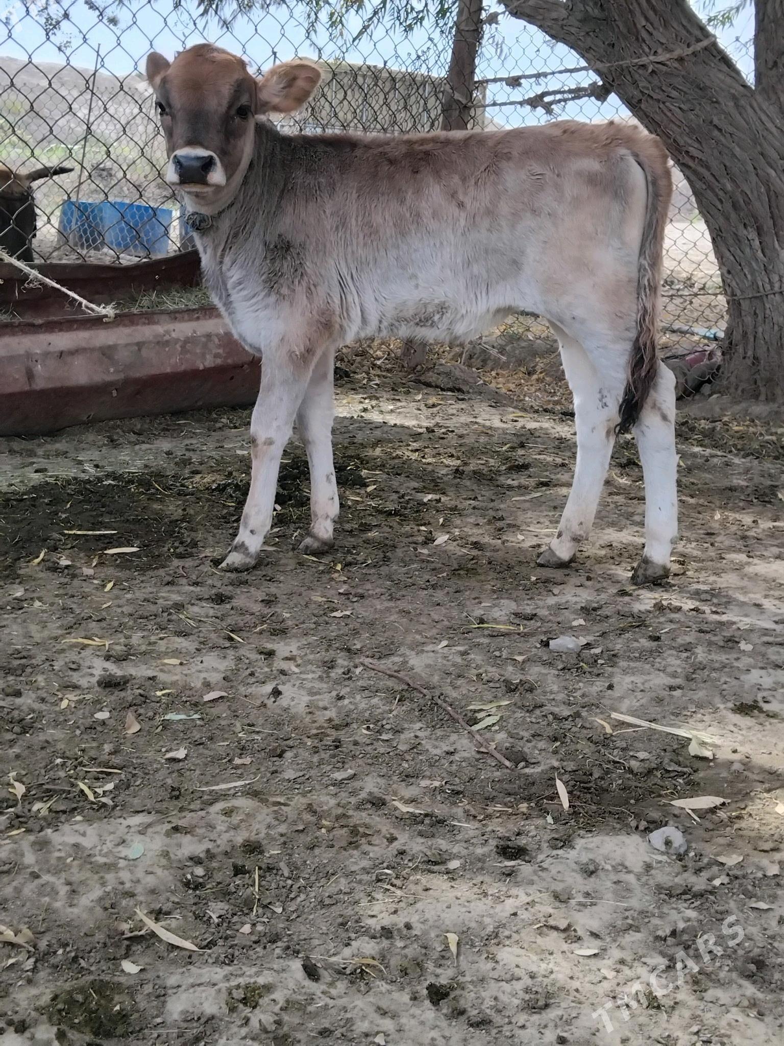 goleli sygyr - Bäherden - img 3