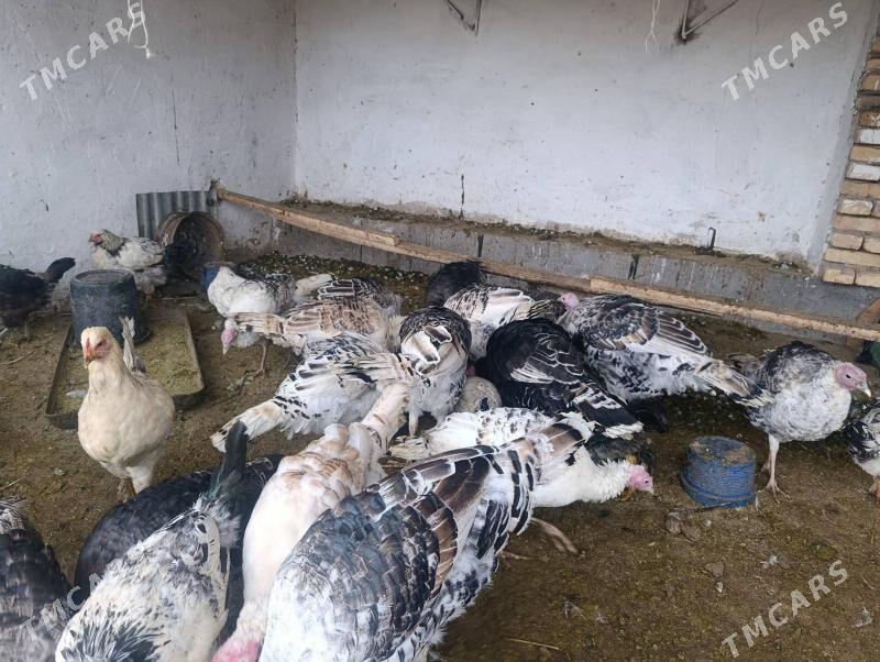 Индюк  Indýuk - Farap - img 2