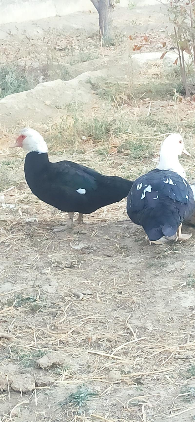 indautga - Bäherden - img 1