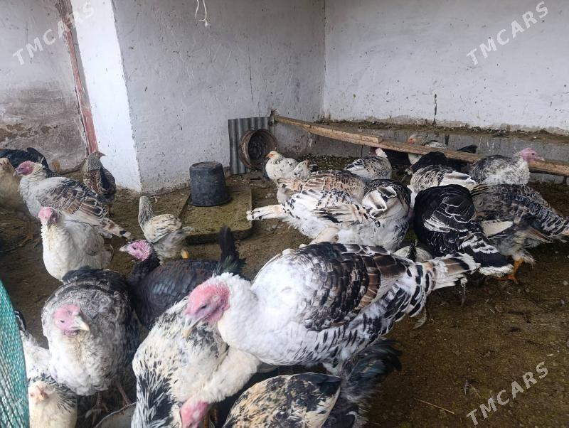 Индюк  Indýuk - Farap - img 4