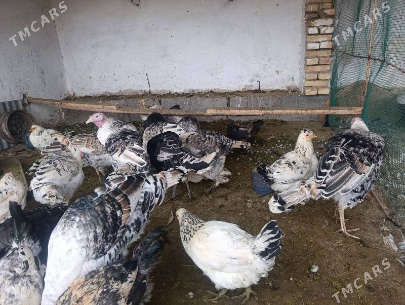 Индюк  Indýuk - Farap - img 5