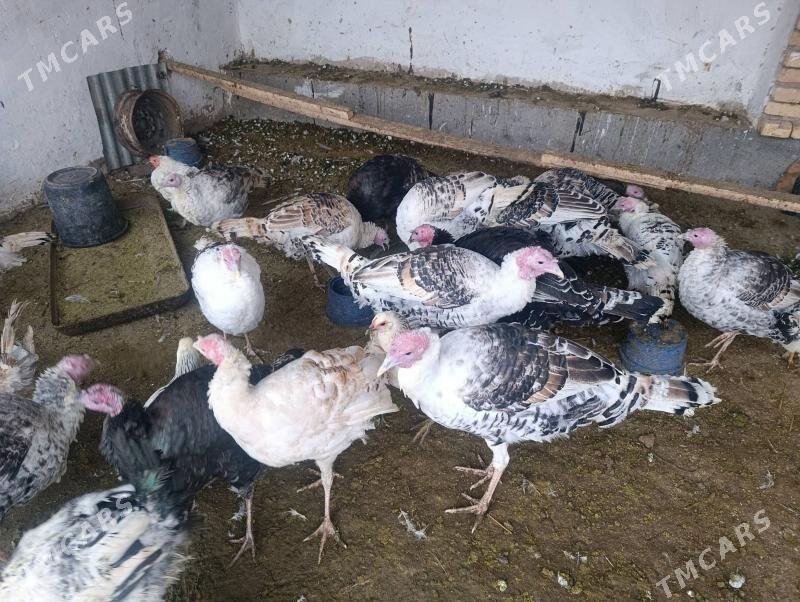 Индюк Indýuk - Farap - img 1