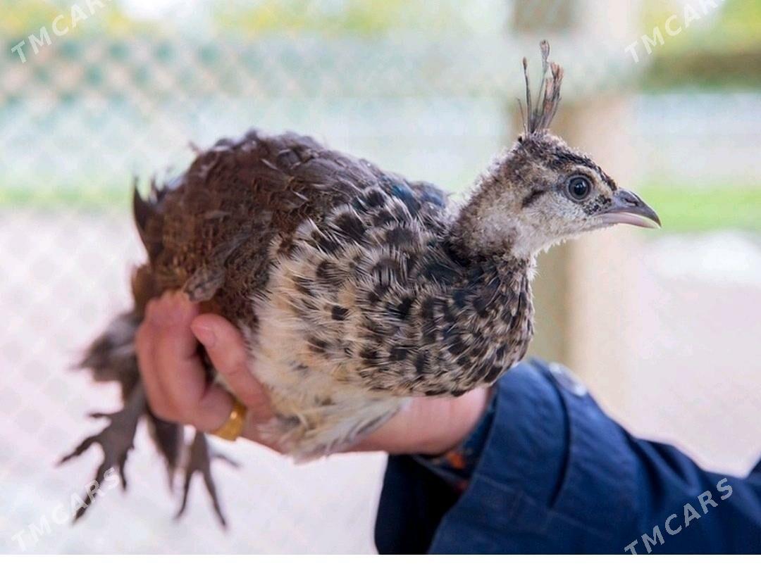 Павлины Tawus  gusy. - Aşgabat - img 2