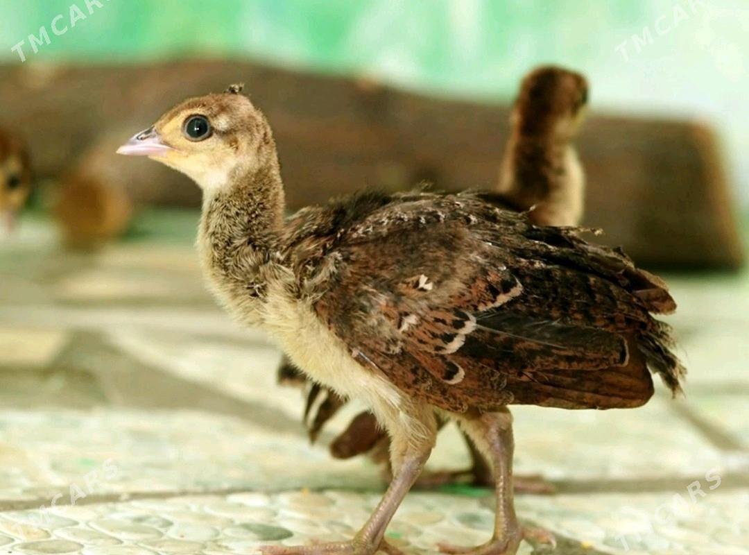 Павлины Tawus gusy. - Aşgabat - img 1