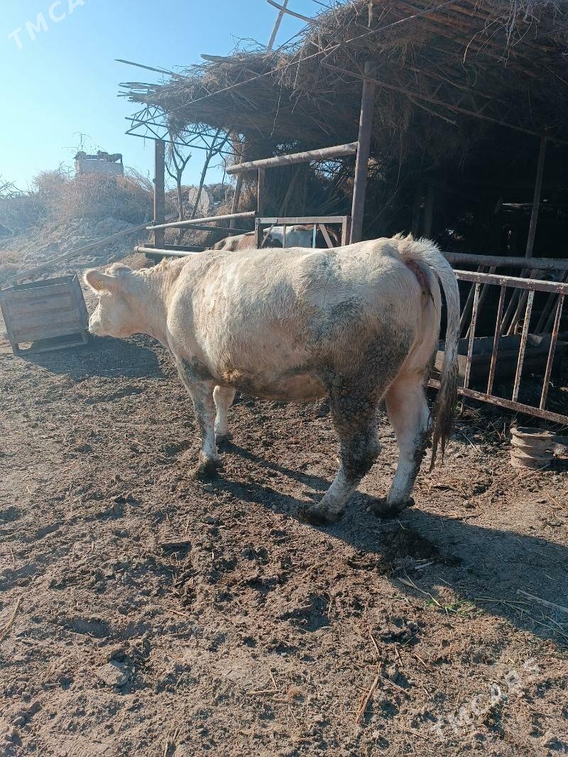 Şarole sygyr - Halaç - img 4