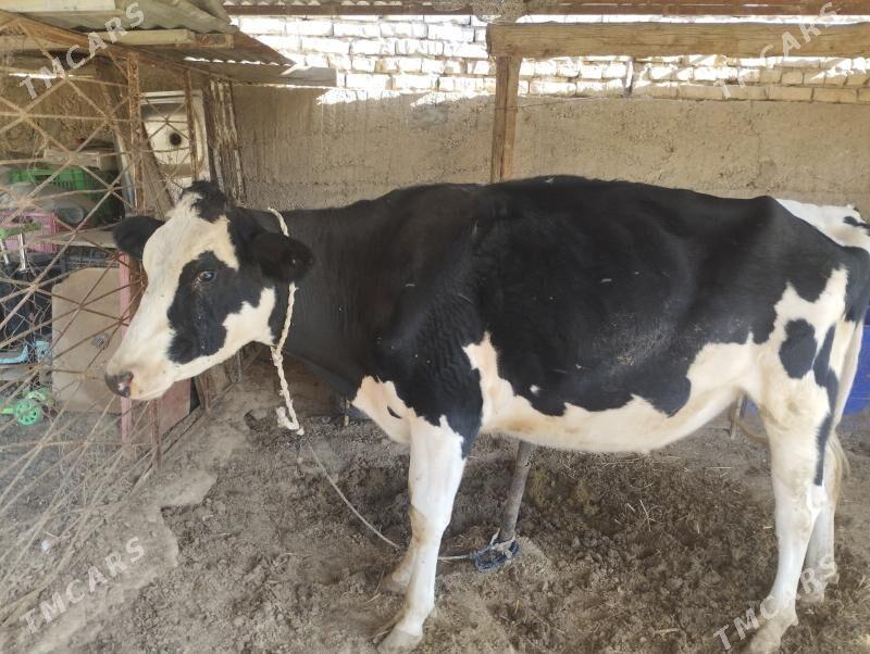 Galystevin tuwe bogaz - Ашхабад - img 2