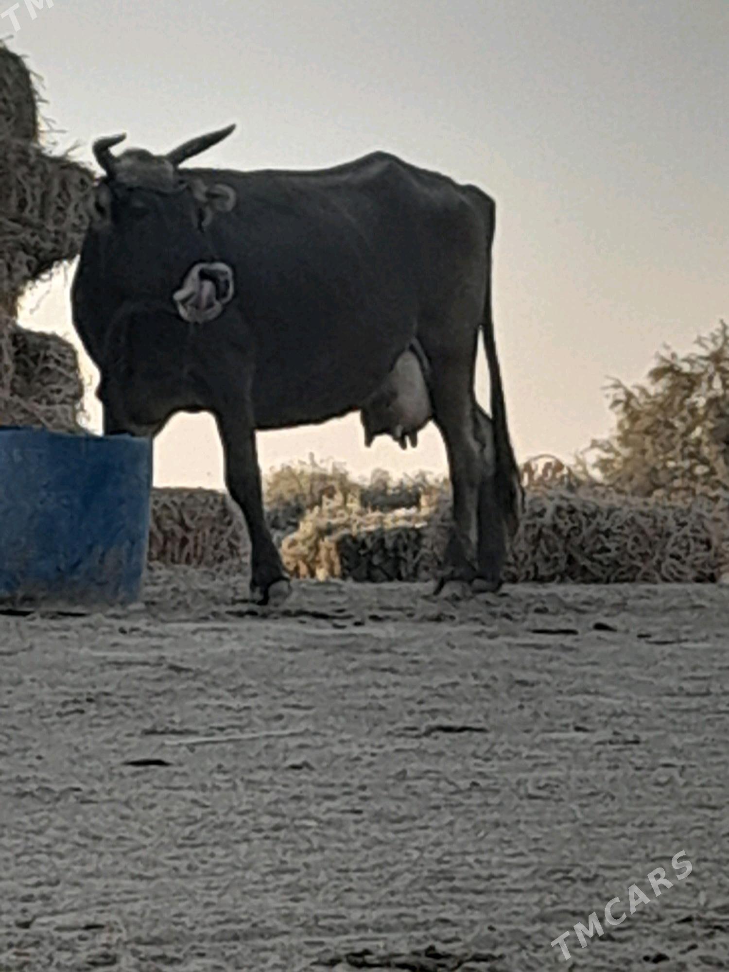 goleli sygyr - Bäherden - img 4