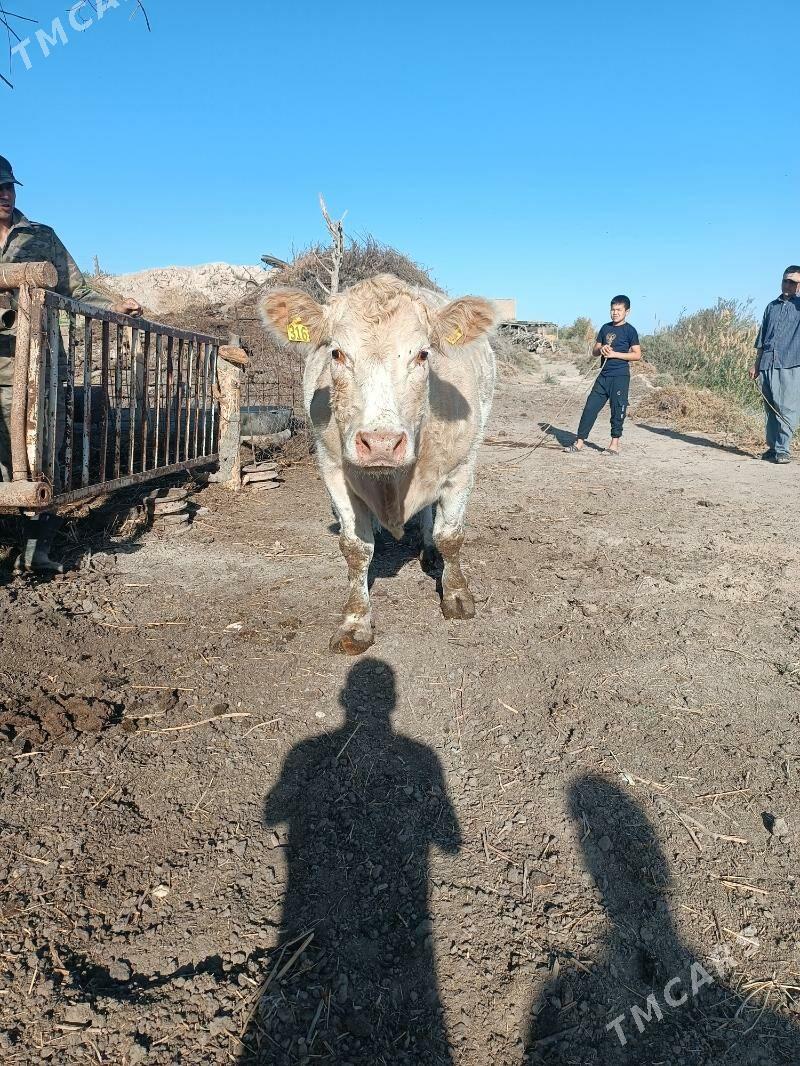 Şarole sygyr - Halaç - img 3