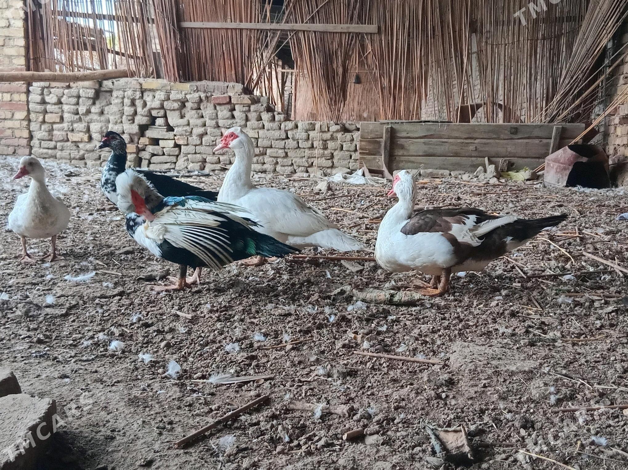 индаутка ордэк - Wekilbazar - img 2