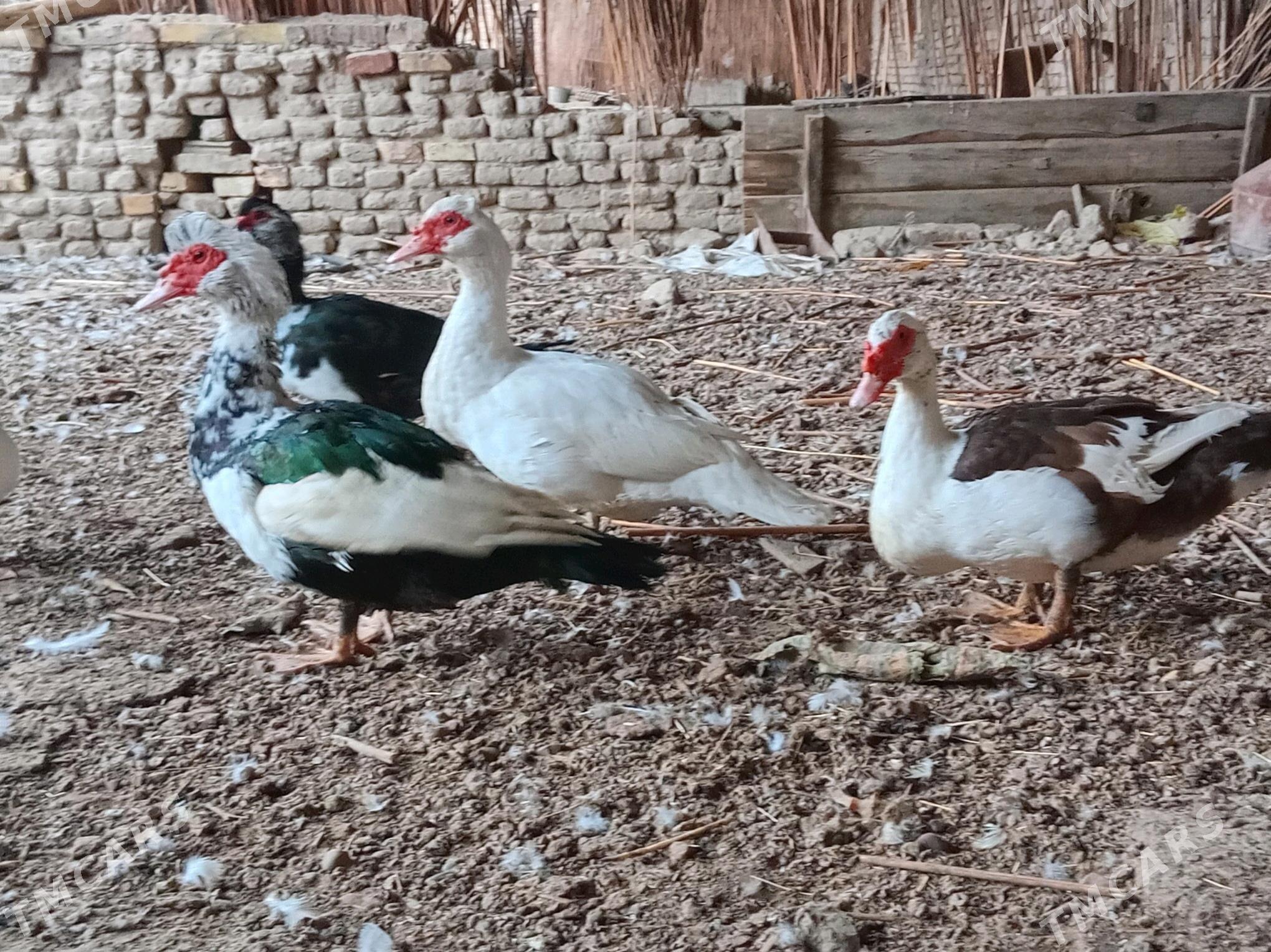 индаутка ордэк - Wekilbazar - img 1