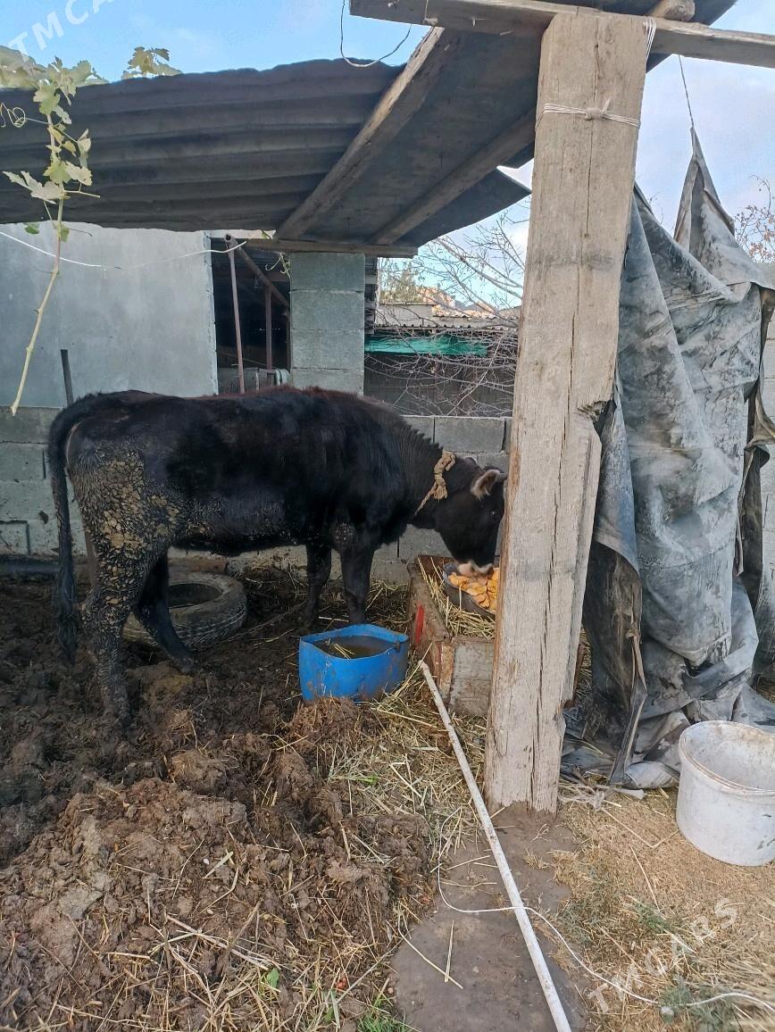 Gole tuwe - Bagyr - img 1