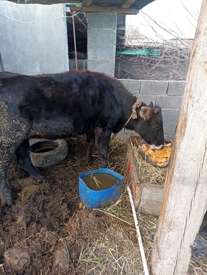 Gole tuwe - Багир - img 2