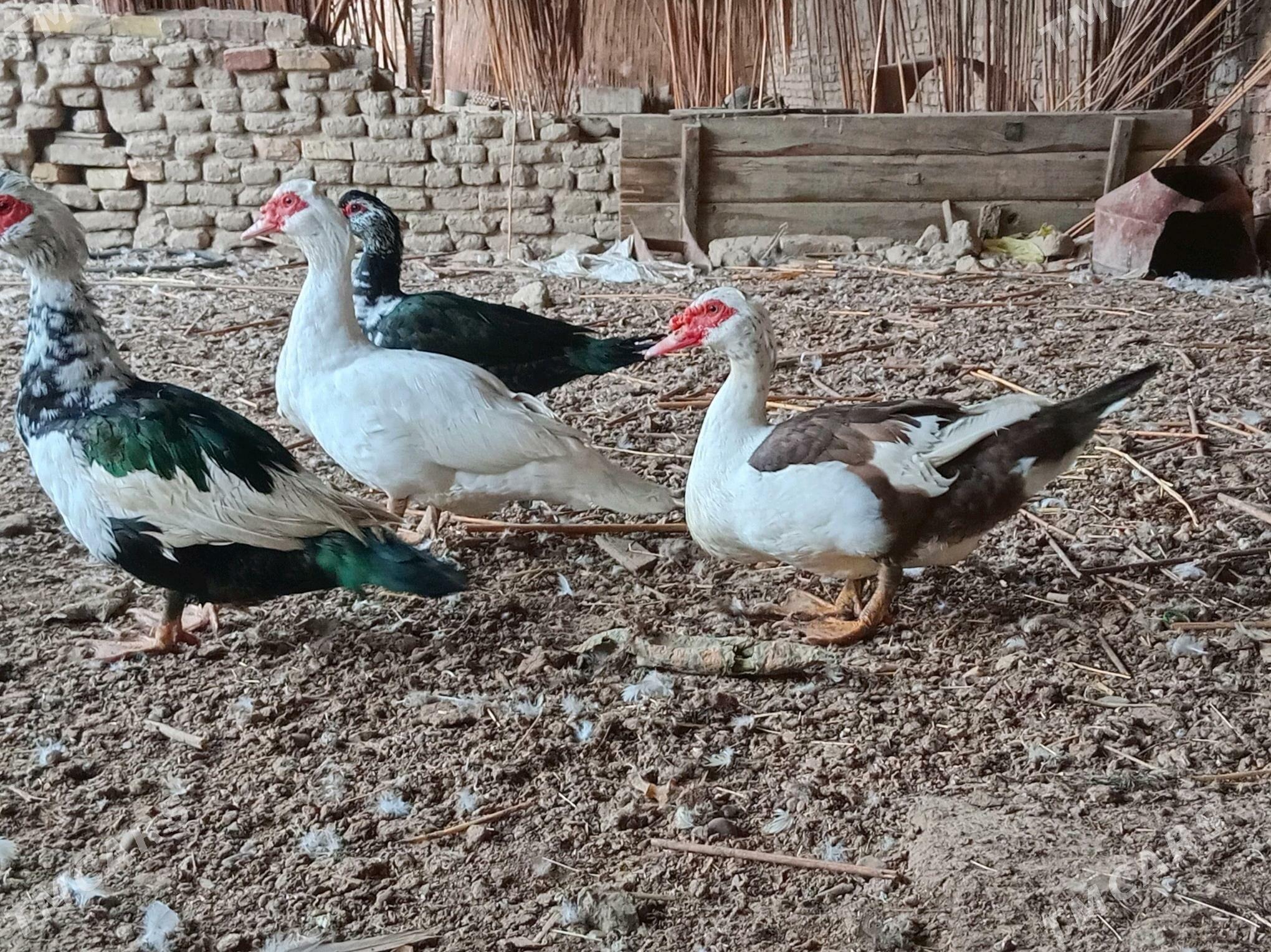 индаутка ордэк - Wekilbazar - img 3