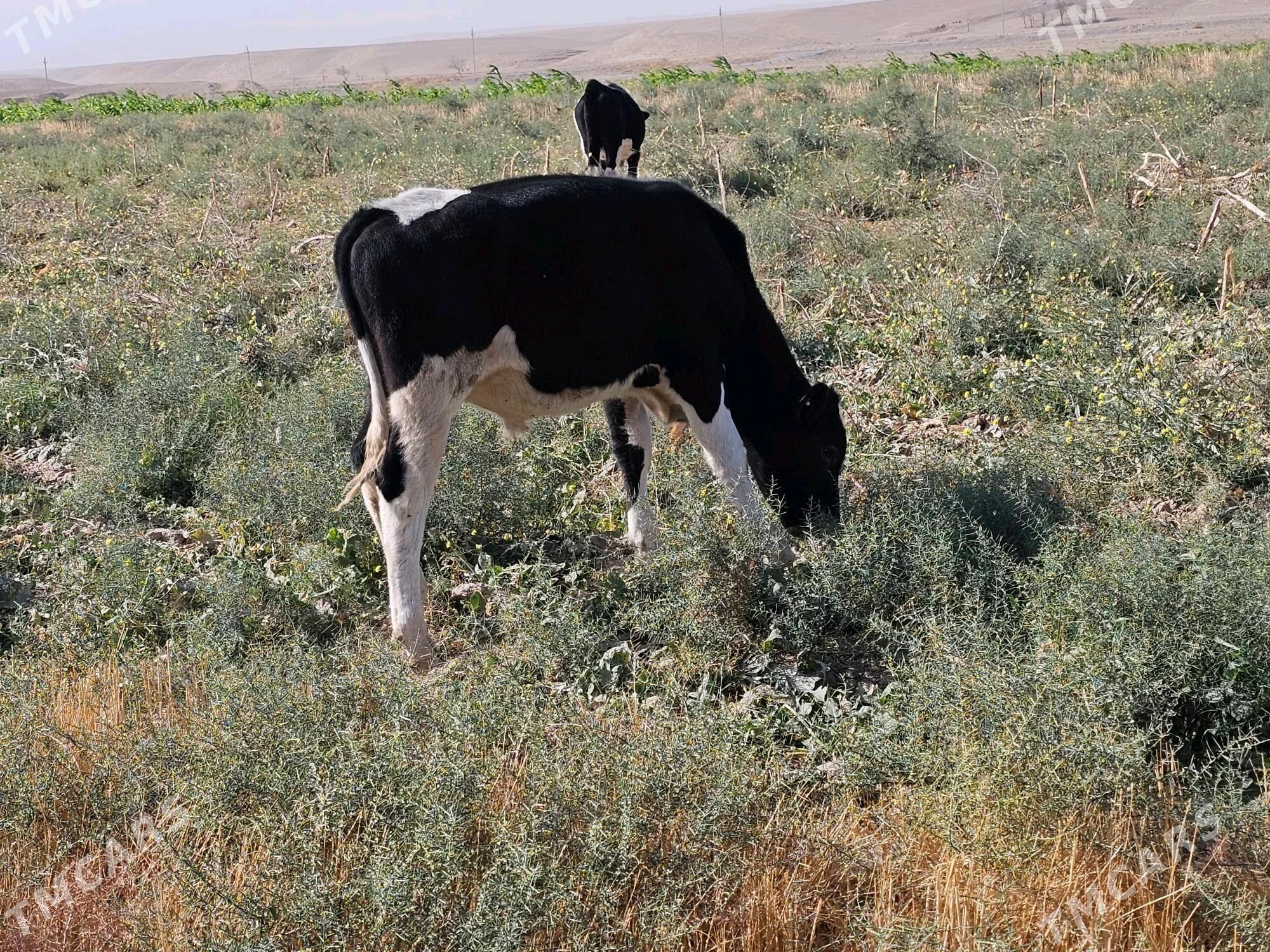 Galistein okuzce - Kaka - img 2