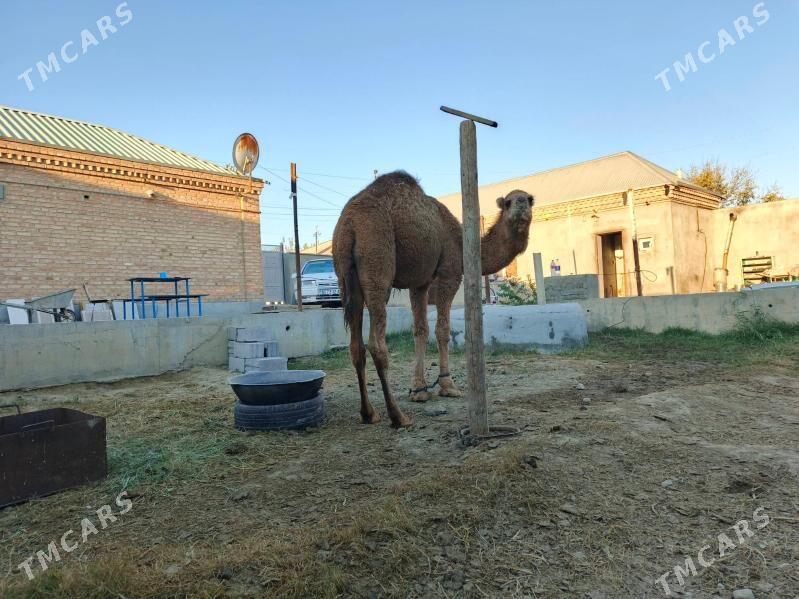 düye - Бахарден - img 2