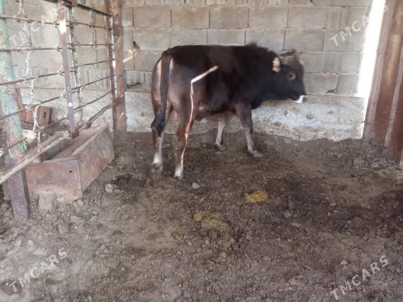 okuz. - Garadamak Şor - img 3