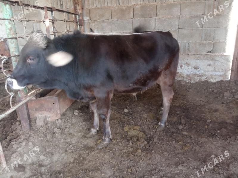 okuz. - Garadamak Şor - img 2