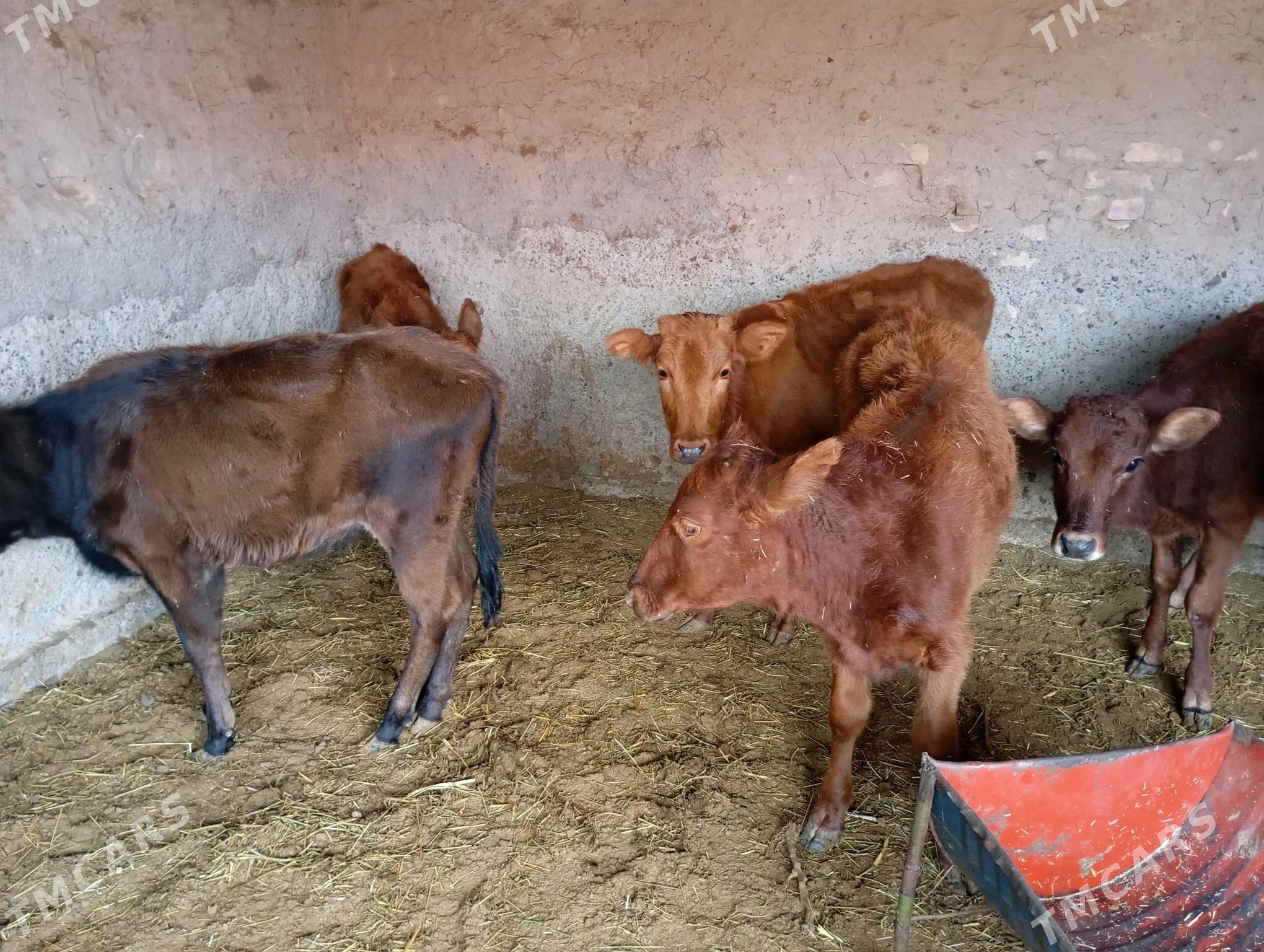 goller - Mary - img 5