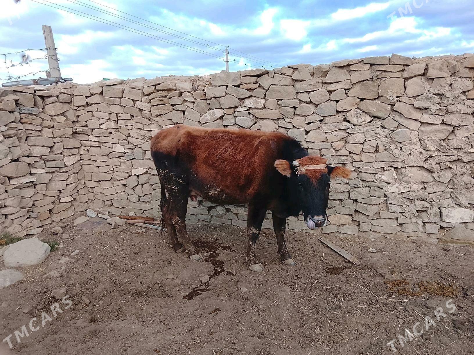 goleli sygyr - Gyzylarbat - img 4