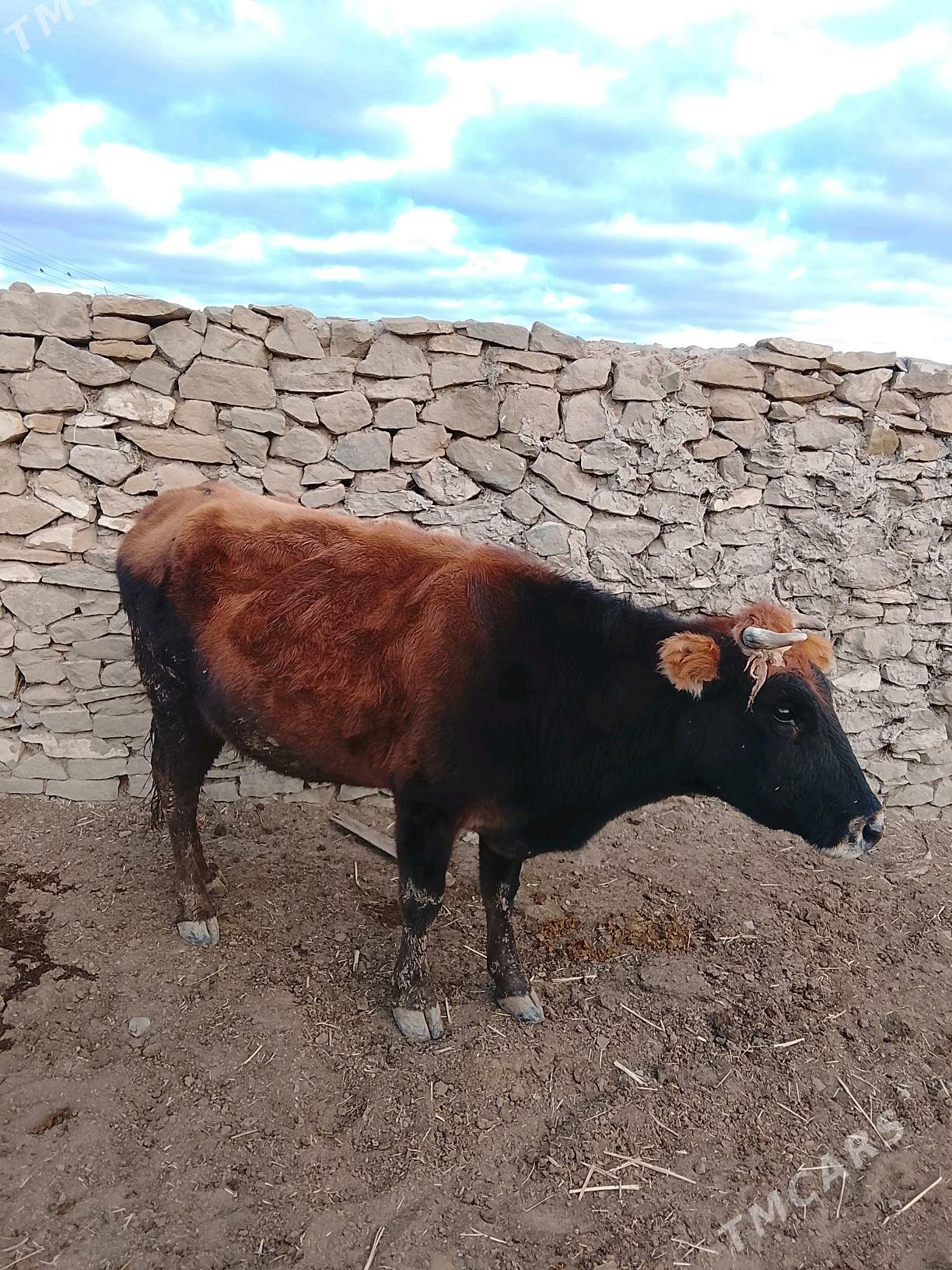 goleli sygyr - Gyzylarbat - img 3