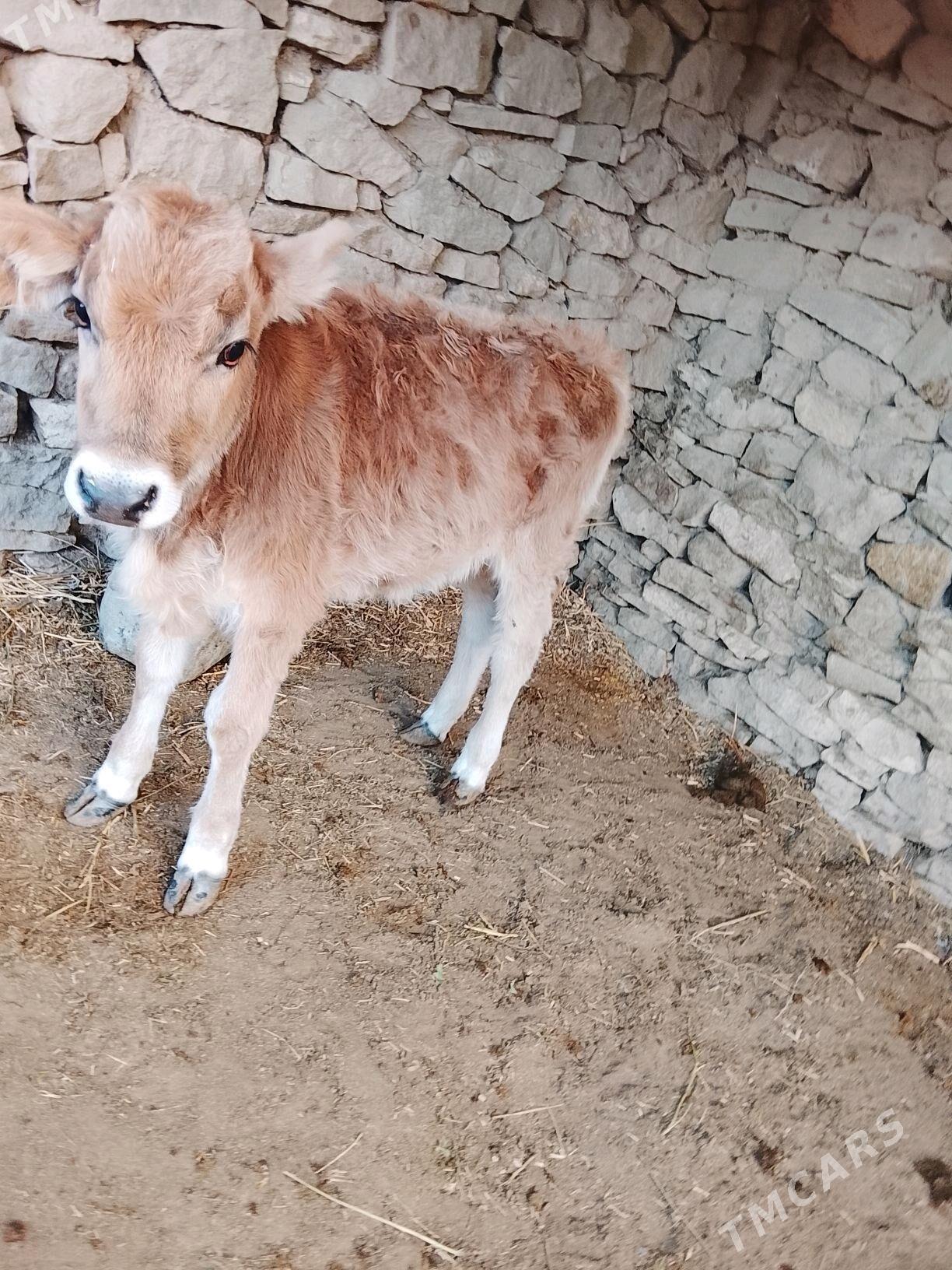 goleli sygyr - Gyzylarbat - img 2