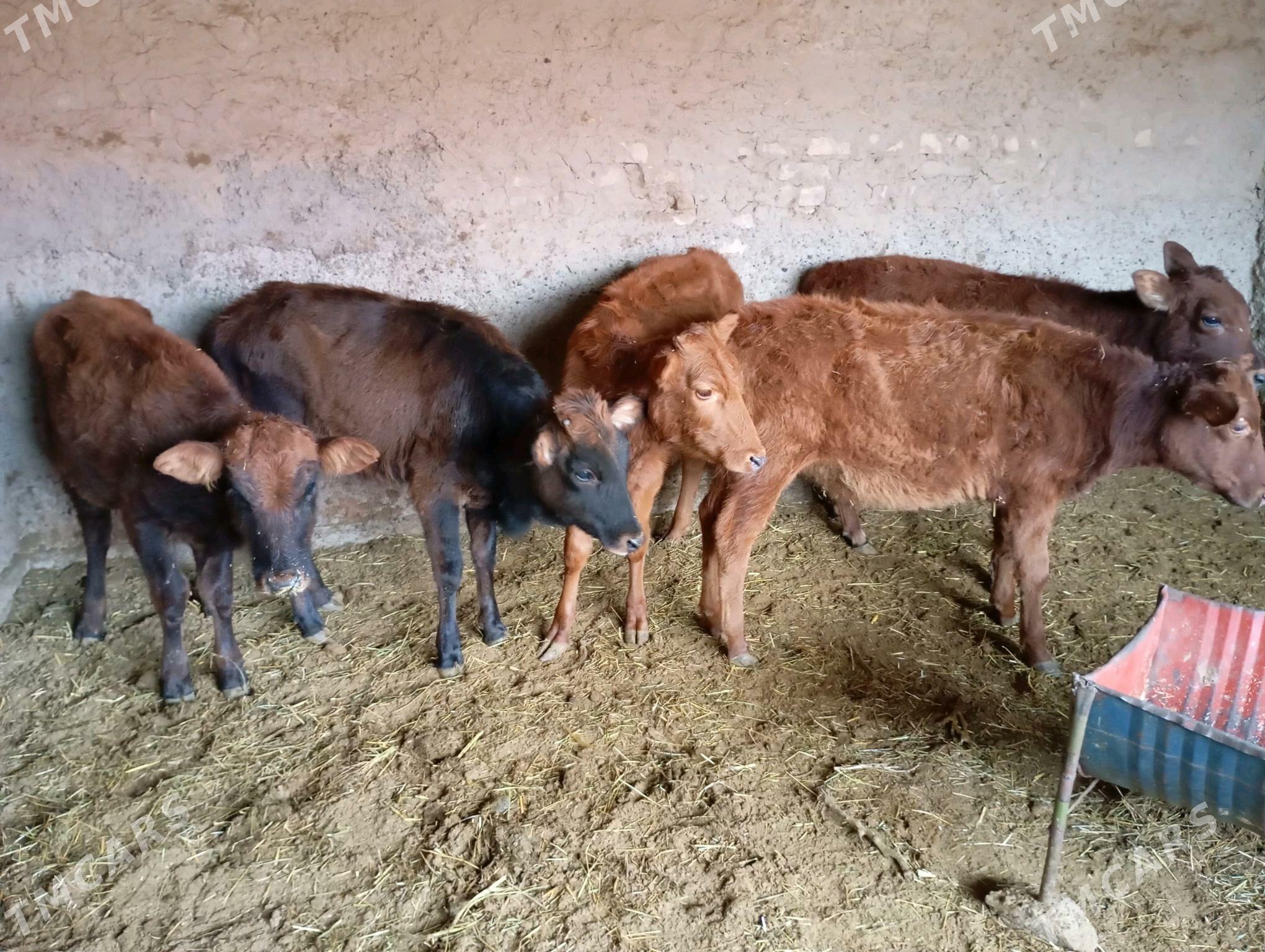 goller - Mary - img 4